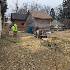 Removal-of-Two-Vine-Covered-Mulberry-Trees-in-the-Town-of-Saint-Michaels 2